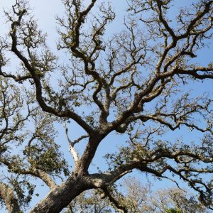 live oak tree