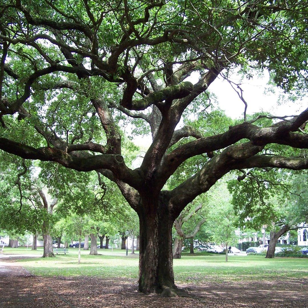Live Oak