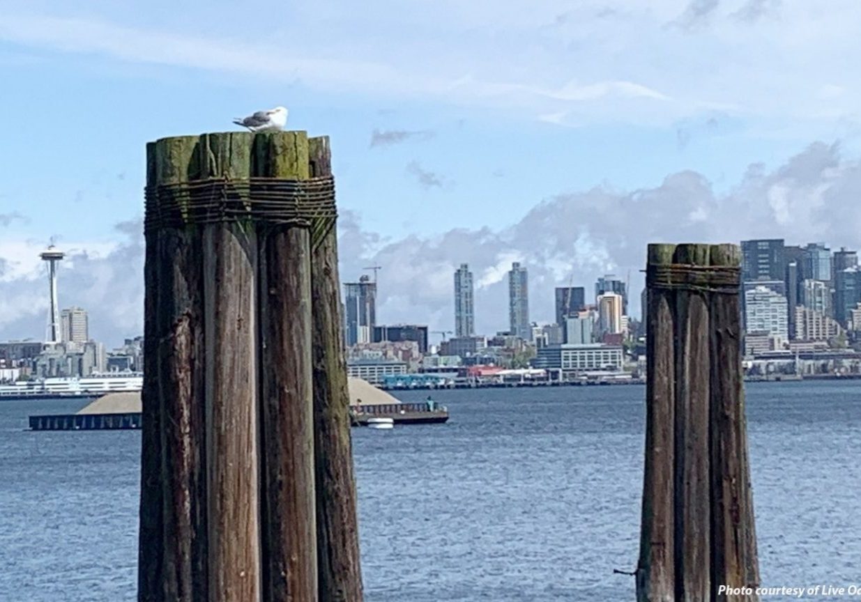 A seagull perches on a wooden piling in the foreground, with the Seattle skyline and Space Needle visible across the water—a serene view that invites reflection and land acknowledgement.