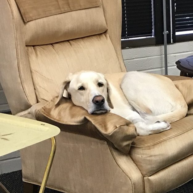 dogs at live oak studio dogs at live oak studio